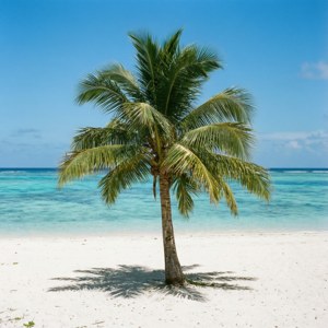 Solitary Palm Paradise
