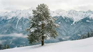 Solitary Pine Ridge