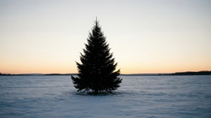 Solitary Snowfield Tree