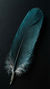 Solitary Teal Feather