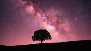 Solitary Tree