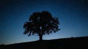 Solitary Tree Night