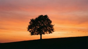 Solitary Tree Sunset