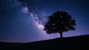 Solitary Tree Under Stars