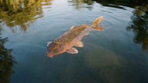 Solo Koi Stillness