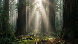 Sonoma Forest