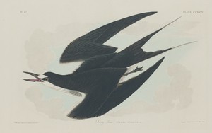 Sooty Tern