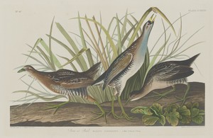 Sora or Rail