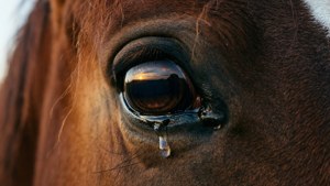 Soul of a Horse