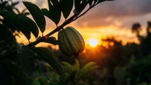 Soursop at Sunset