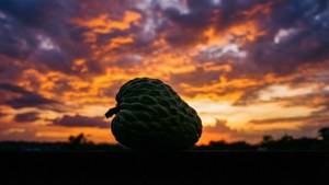 Soursop Sunset Silhouette