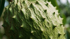 Soursop Texture Close-Up