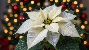 Sparkling White Poinsettia