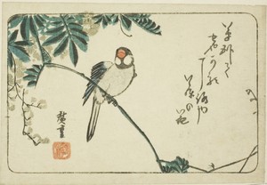 Sparrow and wisteria