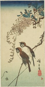 Sparrows and wisteria