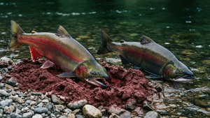 Spawning Ritual