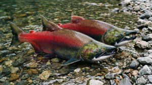 Spawning Sockeye Pair
