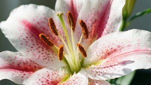 Speckled Lily Elegance