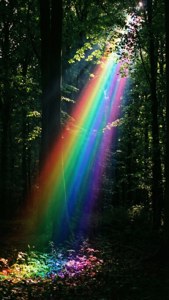 Spectrum Forest Light