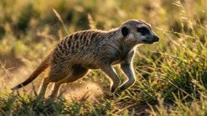 Speed Through Grass