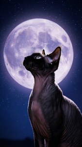 Sphynx and the Moon