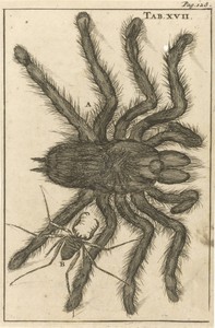 Spinnen XVII