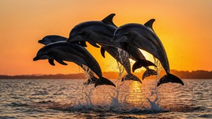 Spinners at Sunset