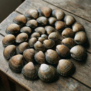 Spiral Shell Arrangement