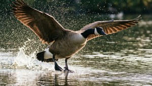 Splash Landing