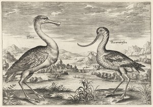 Spoonbill and Avocet