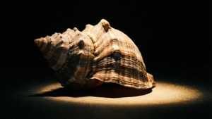 Spotlight Whelk
