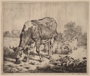 Spotted Bull and Three Sheep