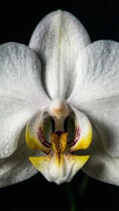 Spotted Orchid Elegance