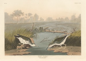 Spotted Sandpiper