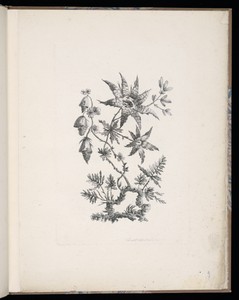 Spray of Flowers
