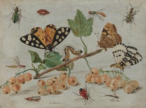 Sprig of White Currants with Insects