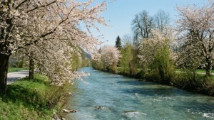 Spring Along the Aare