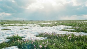 Spring Awakening Meadow