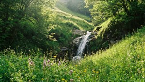 Spring Bloom at Ake Loba