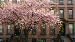 Spring Blossom Brownstone
