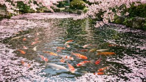 Spring Blossom Koi