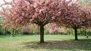 Spring Blossom Park