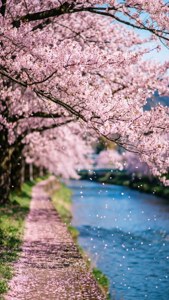 Spring Blossom Walk