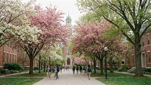 Spring Blossom Walkway