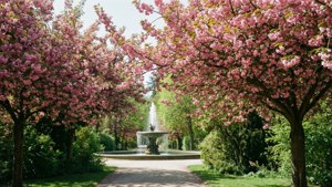 Spring Blossoms