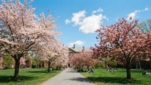 Spring Blossoms at Dartmouth Hall