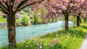 Spring Blossoms by the Aare