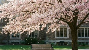 Spring Blossoms by the Library