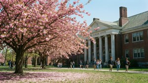 Spring Blossoms by the Library