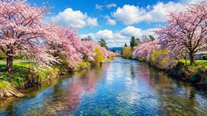 Spring Blossoms by the River